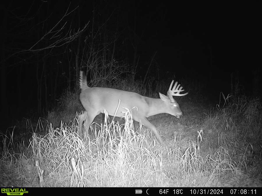 Mature buck.jpg